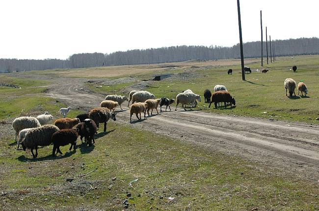 Фото Алексея Голубцова